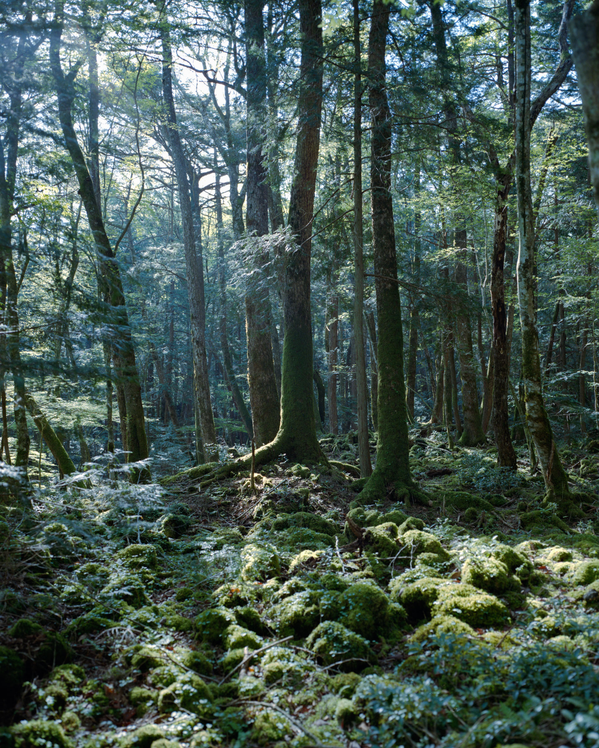 Sunlight filtering through tall trees onto a moss-covered forest floor