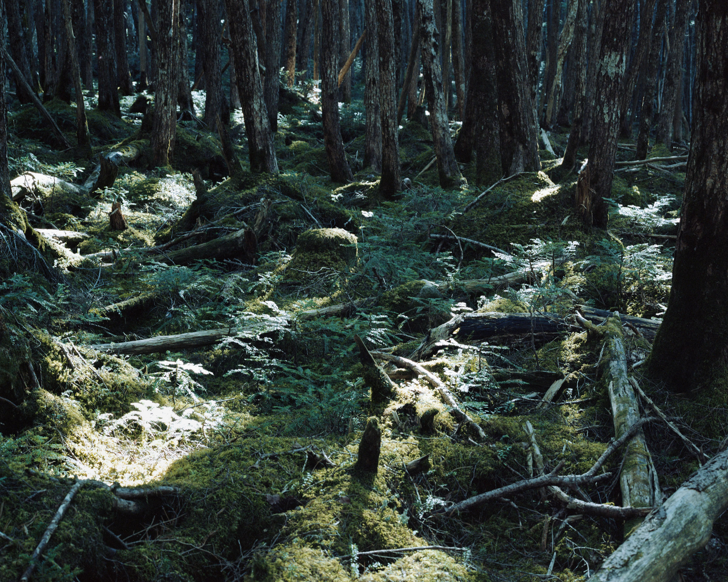 Dark forest floor covered with moss and ferns