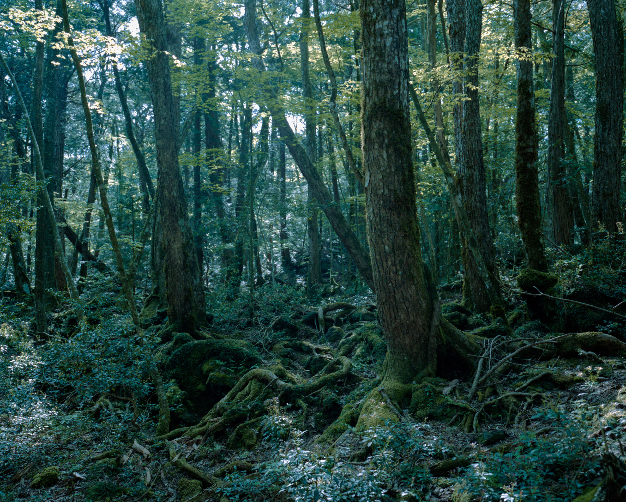 Tall forest trees rising from exposed roots and moss-covered ground