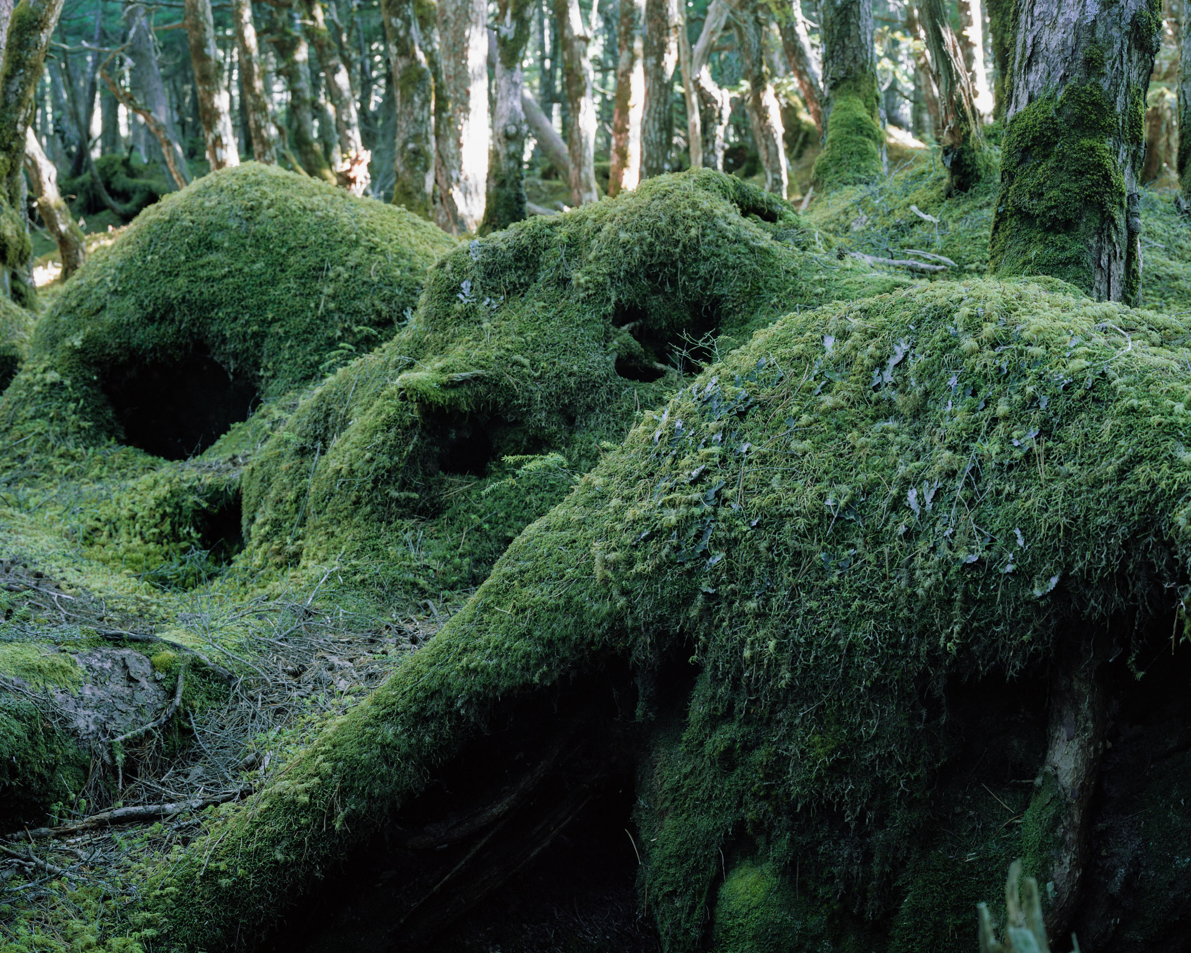 Moss-covered fallen wood forming rounded mounds on the forest floor