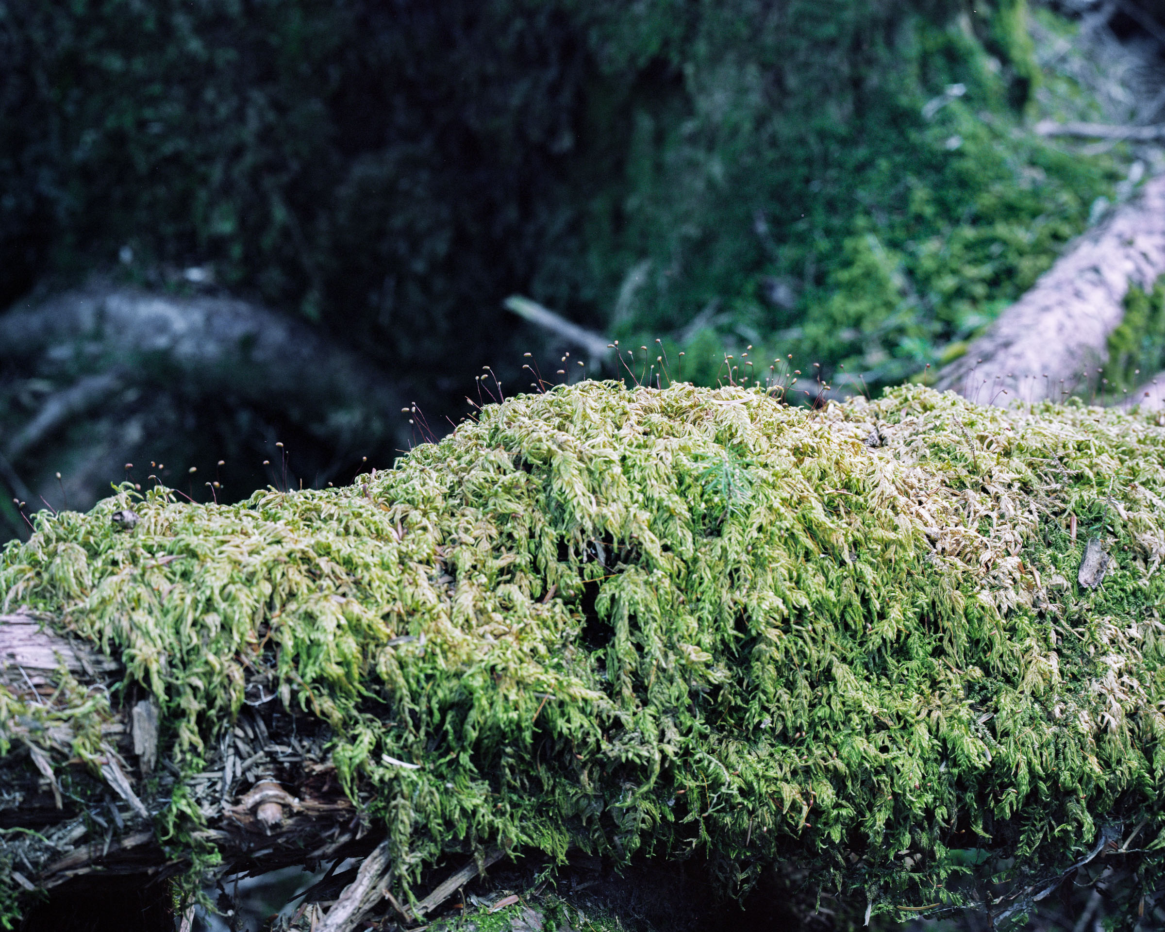 Moss with slender spore stalks growing over a fallen log