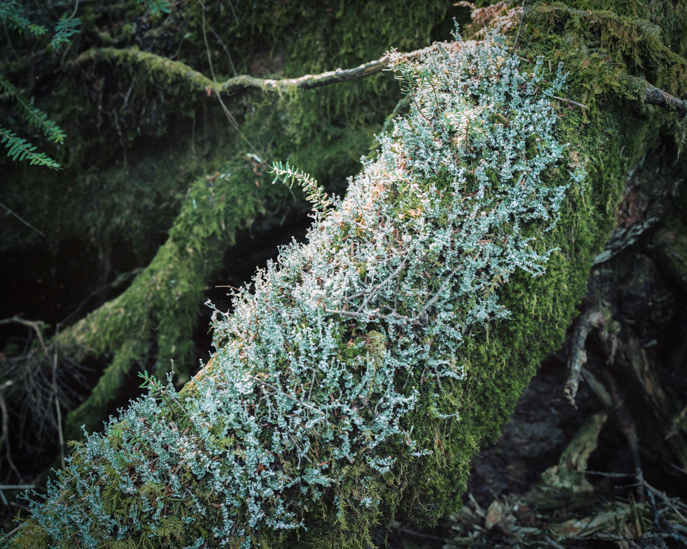 Pale lichen and green moss covering a curved tree root