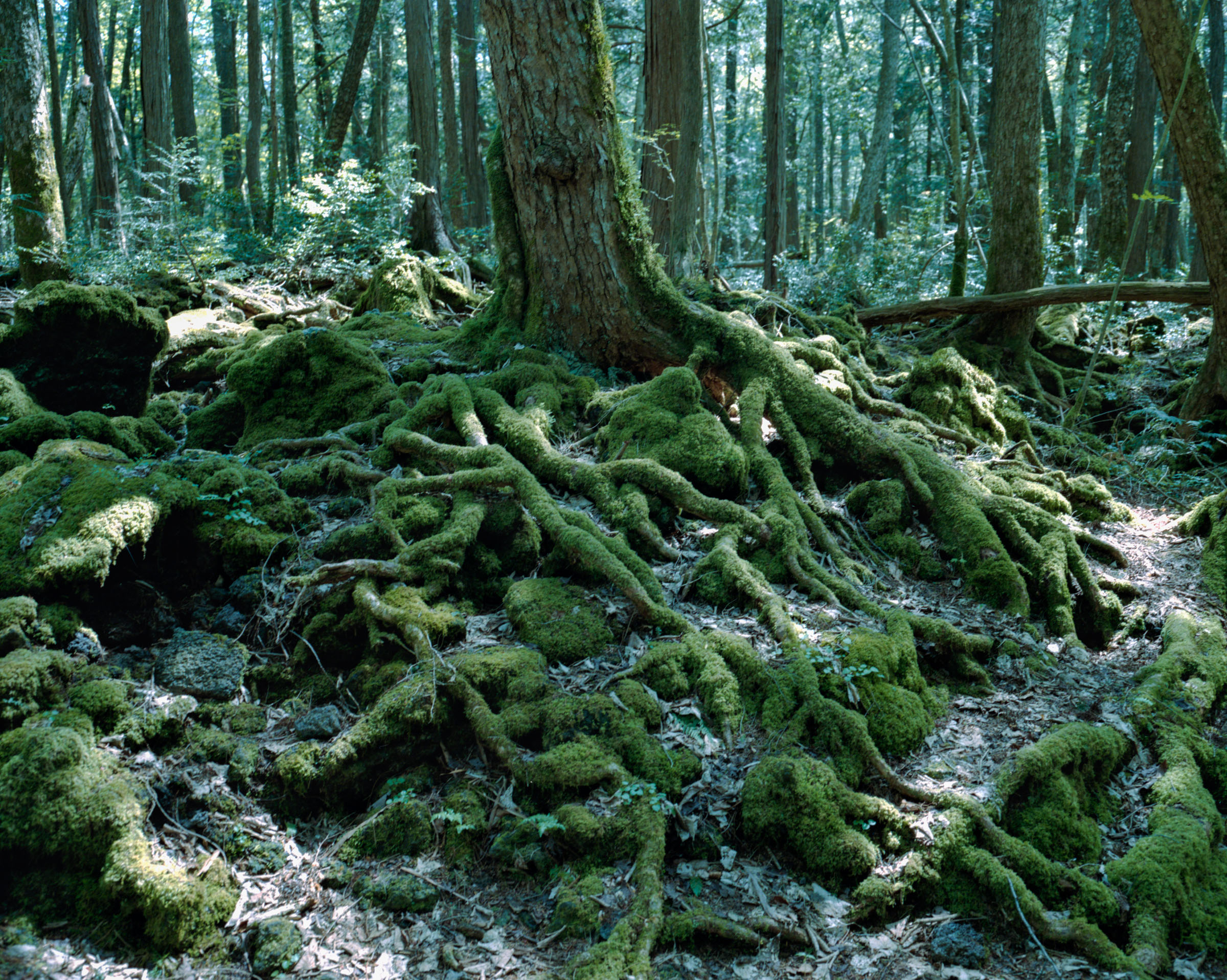 Thick moss-covered roots spreading from a forest tree
