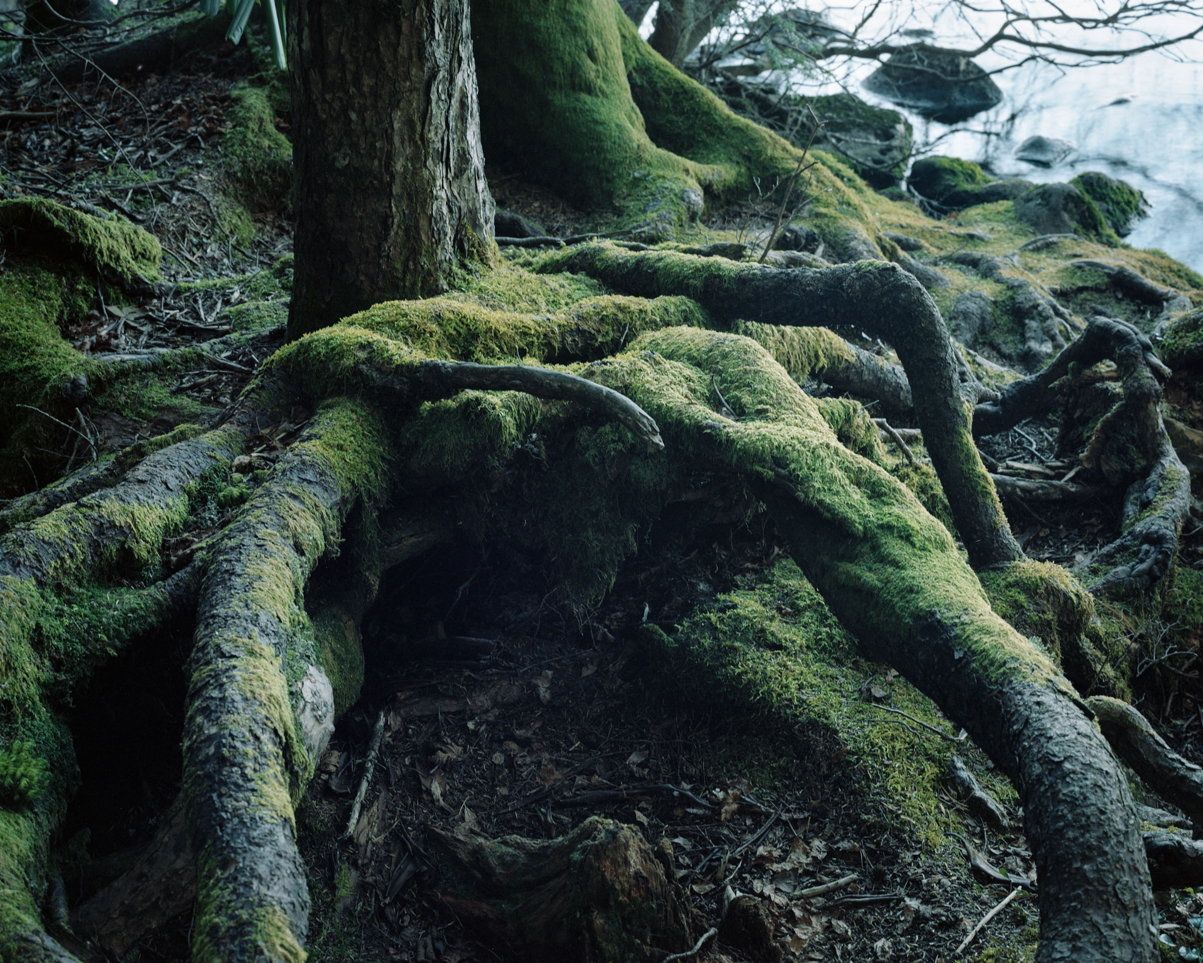 Moss-covered tree roots extending toward water and rocks