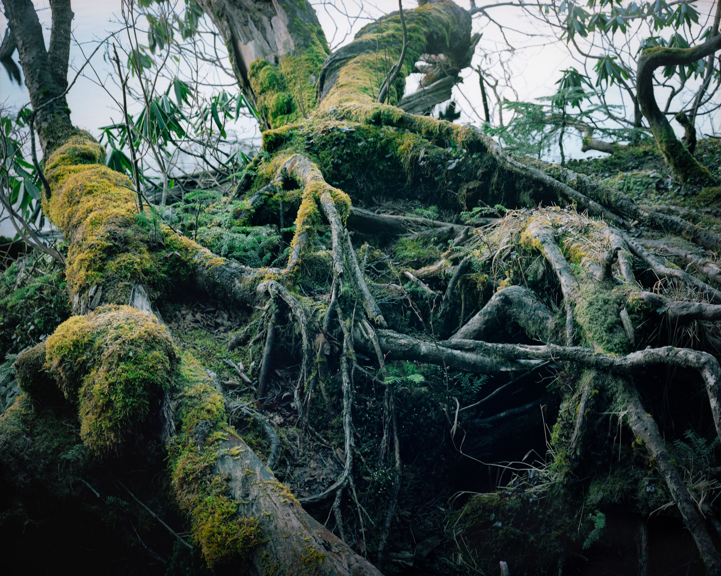 Tangled tree roots covered with moss on a forest slope