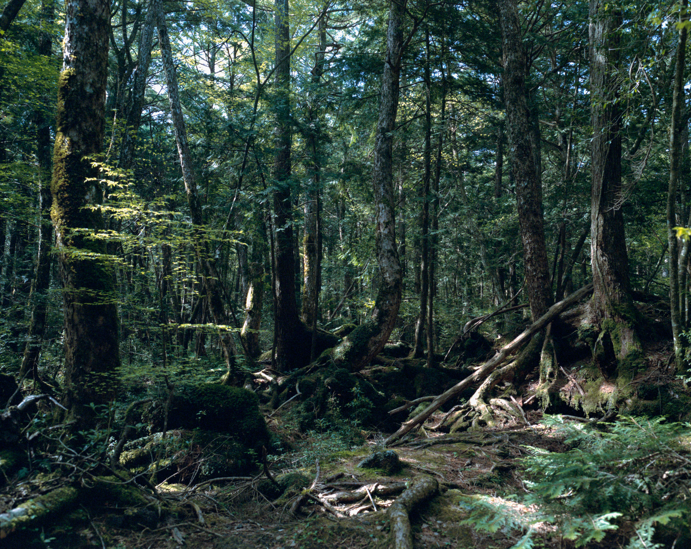 Sunlit forest with tall trunks, moss and fallen branches
