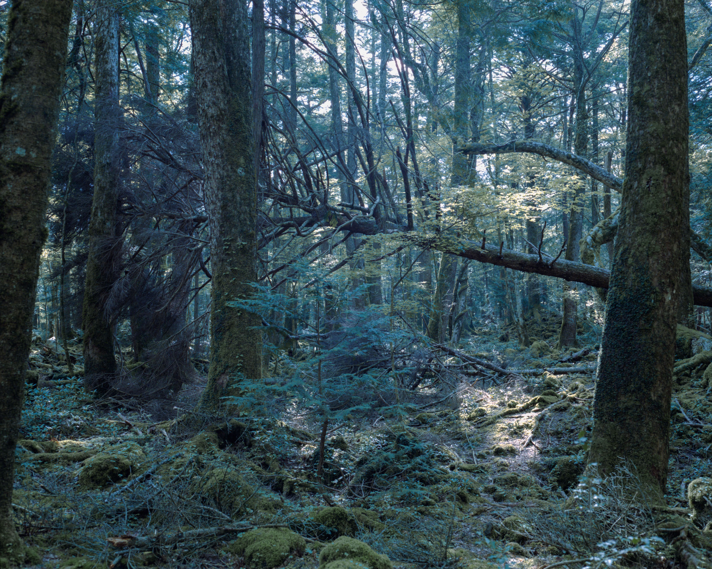 Forest trees and tangled fallen branches in cool blue-green light