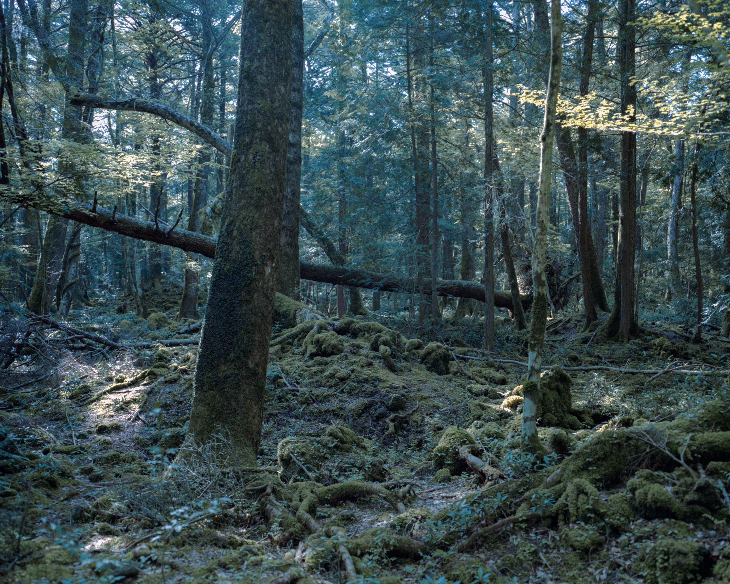 Large tree trunk and fallen branch above a moss-covered forest floor