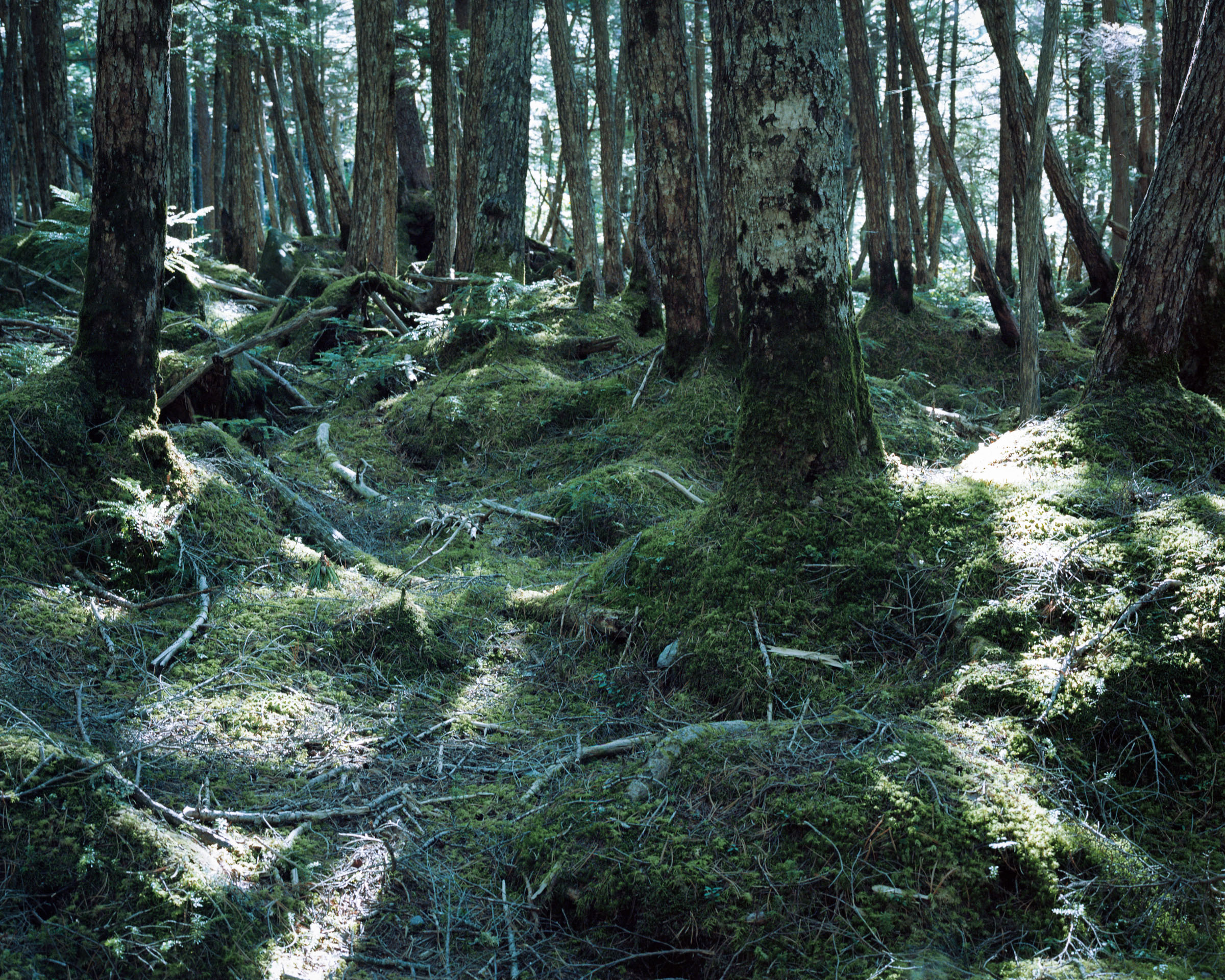 Straight forest trunks above moss, fallen branches and patches of sunlight