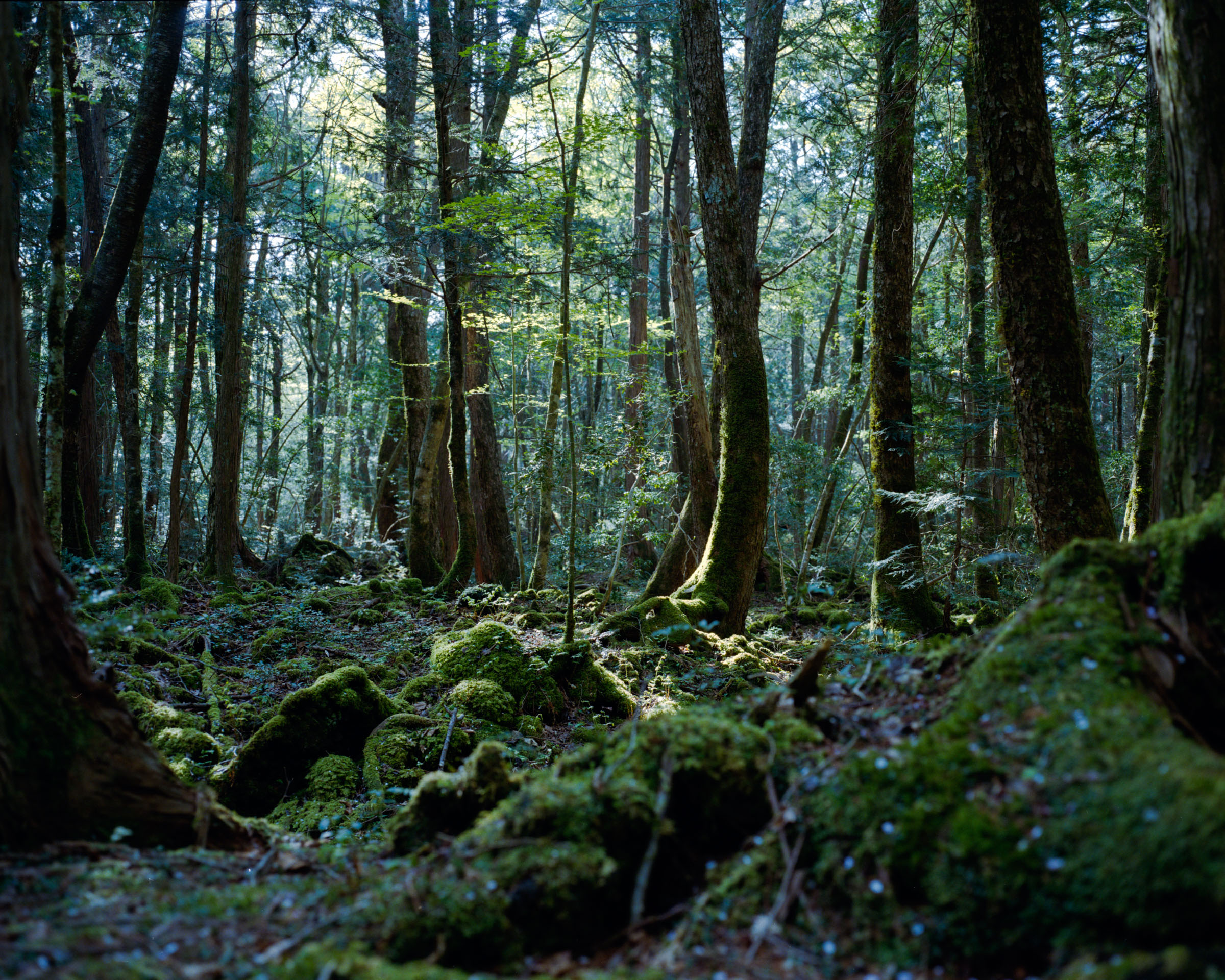 Sunlight crossing tree trunks and moss-covered rocks in a dense forest