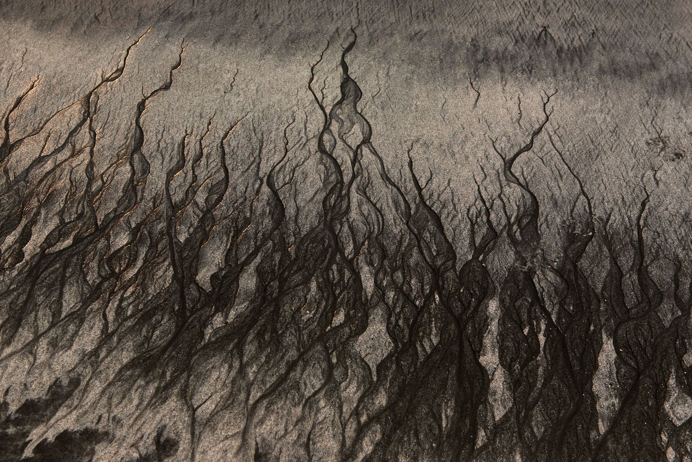 Branching dark channels etched into wet grey sand