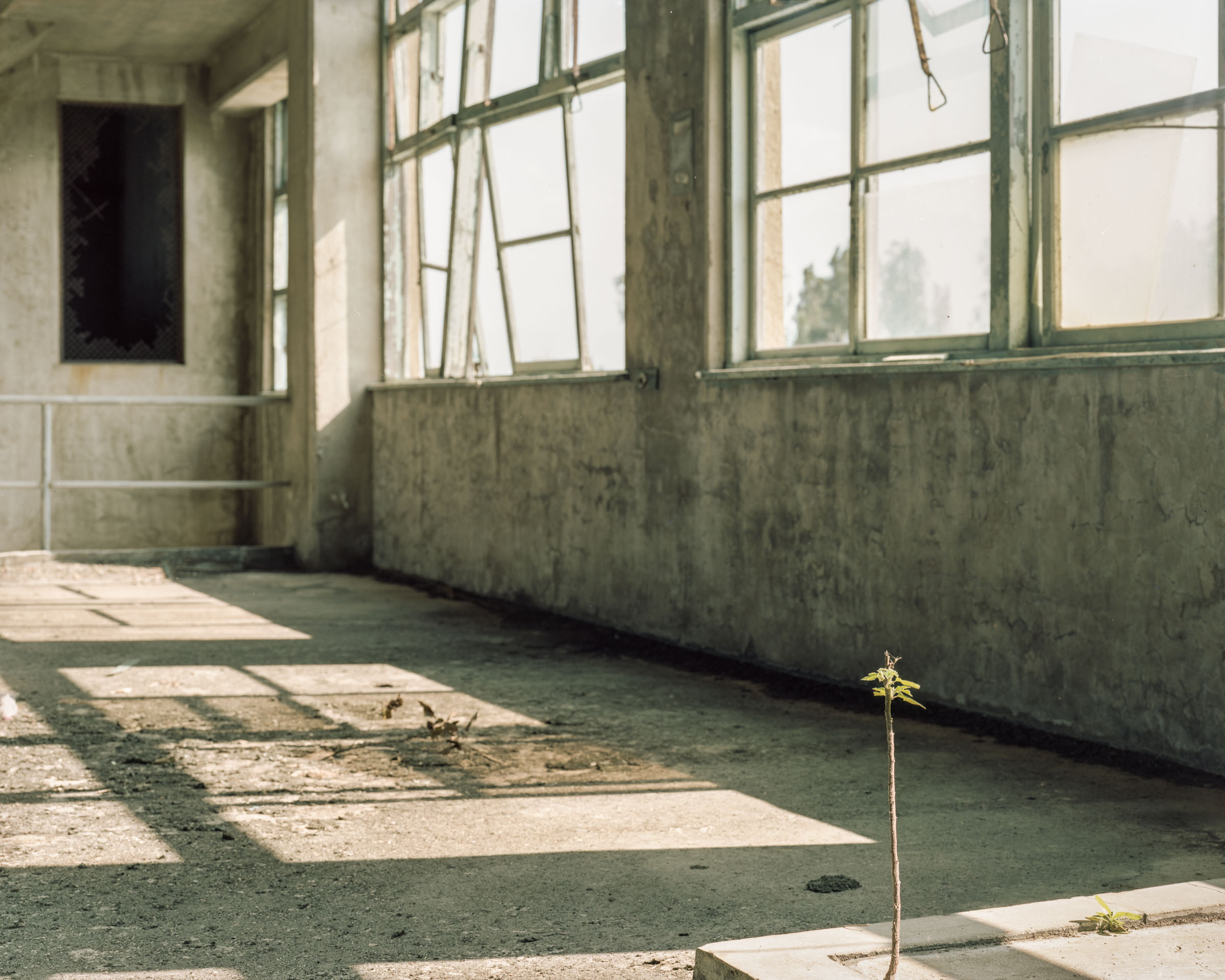 Small plant growing in sunlight on an empty factory floor